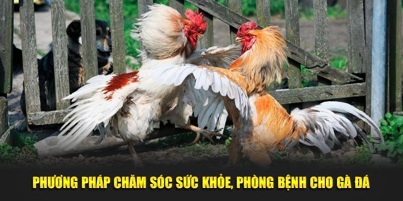 Phương pháp chăm sóc sức khỏe, luyện tập trong cách nuôi gà đá