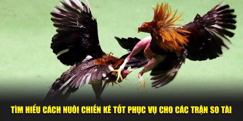 Tìm hiểu cách chăm sóc chiến kê tốt phục vụ cho các trận so tài