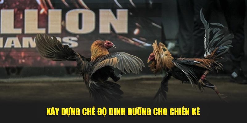 Xây dựng chế độ dinh dưỡng cho chiến kê