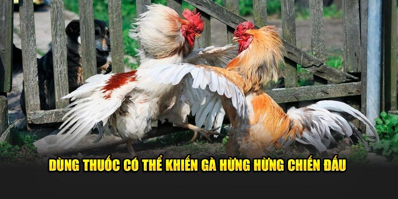 Dùng thuốc có thể khiến gà hừng hừng chiến đấu 