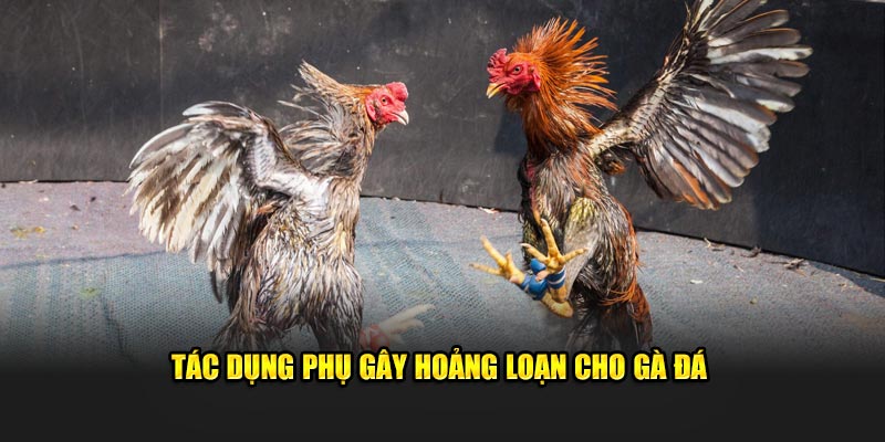 Tác dụng phụ gây hoảng loạn cho gà đá