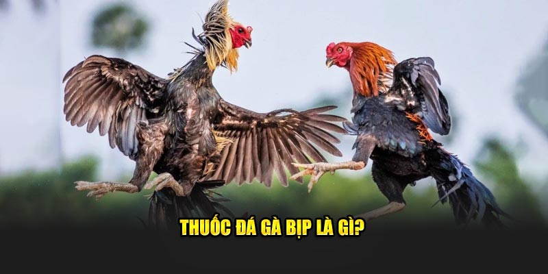 Thuốc đá gà bịp là gì? 