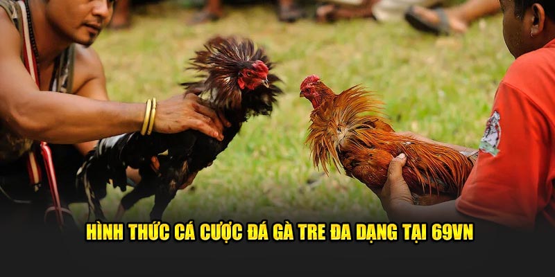 Hình thức cá cược đá gà tre đa dạng tại 69VN