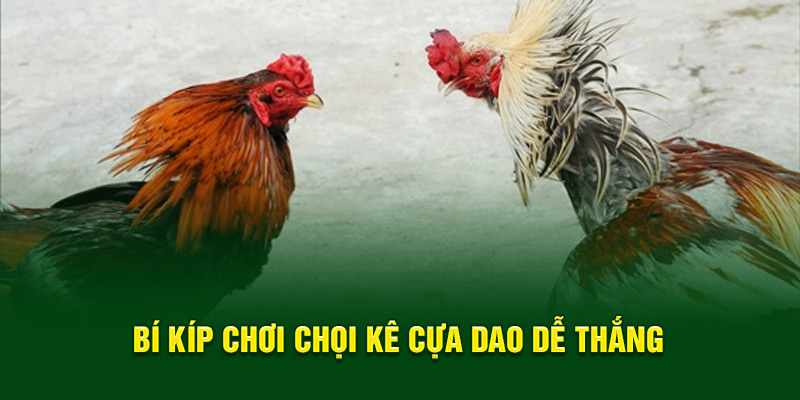 Bí kíp chơi chọi kê cựa dao dễ thắng