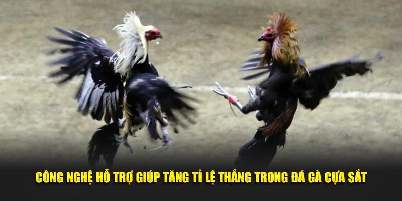 Công nghệ hỗ trợ giúp tăng tỉ lệ thắng trong đá gà cựa sắt