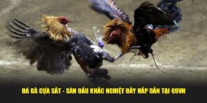đá gà cựa sắt 69vn