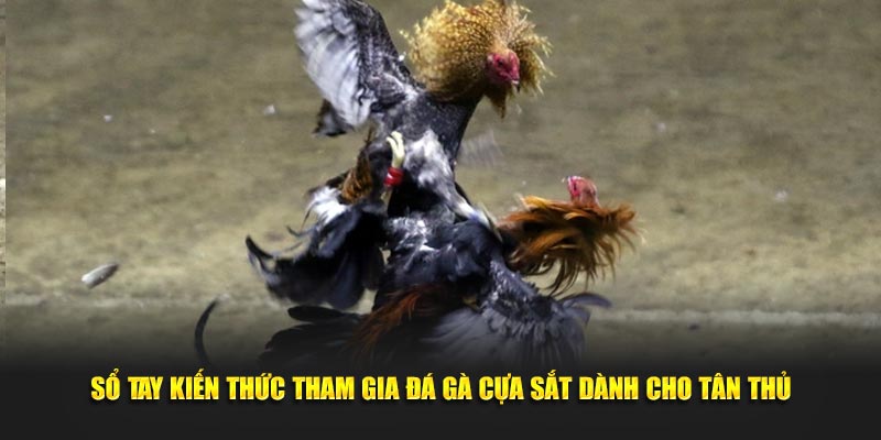Sổ tay kiến thức tham gia đá gà cựa sắt dành cho tân thủ