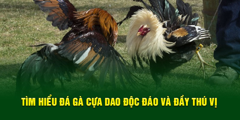 Tìm hiểu đá gà cựa dao độc đáo và đầy thú vị